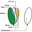 Raylab   100x150 . 7  1 ( RRF-152 7-IN-1 )